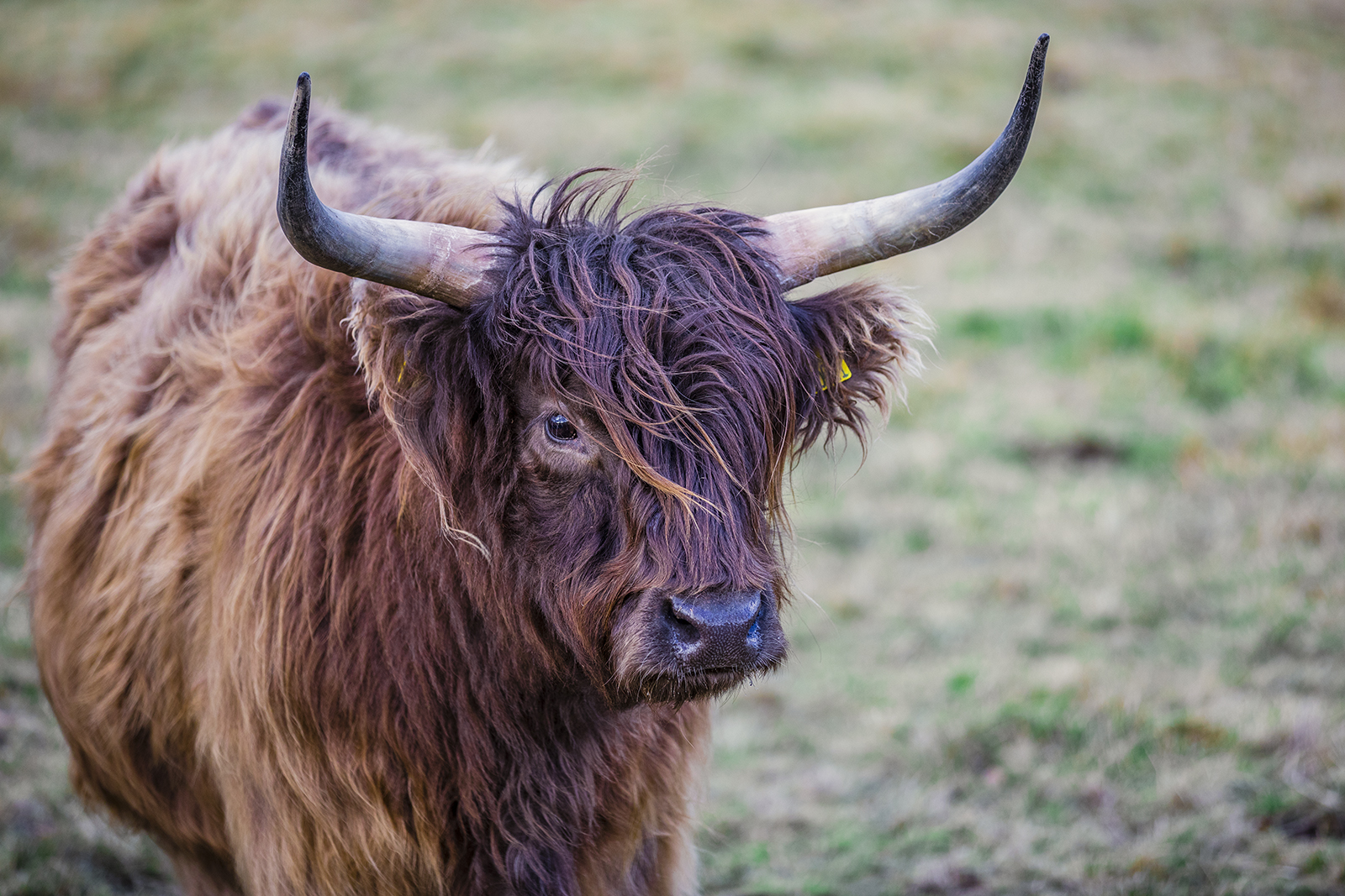 Glasgow - Highland Cattle